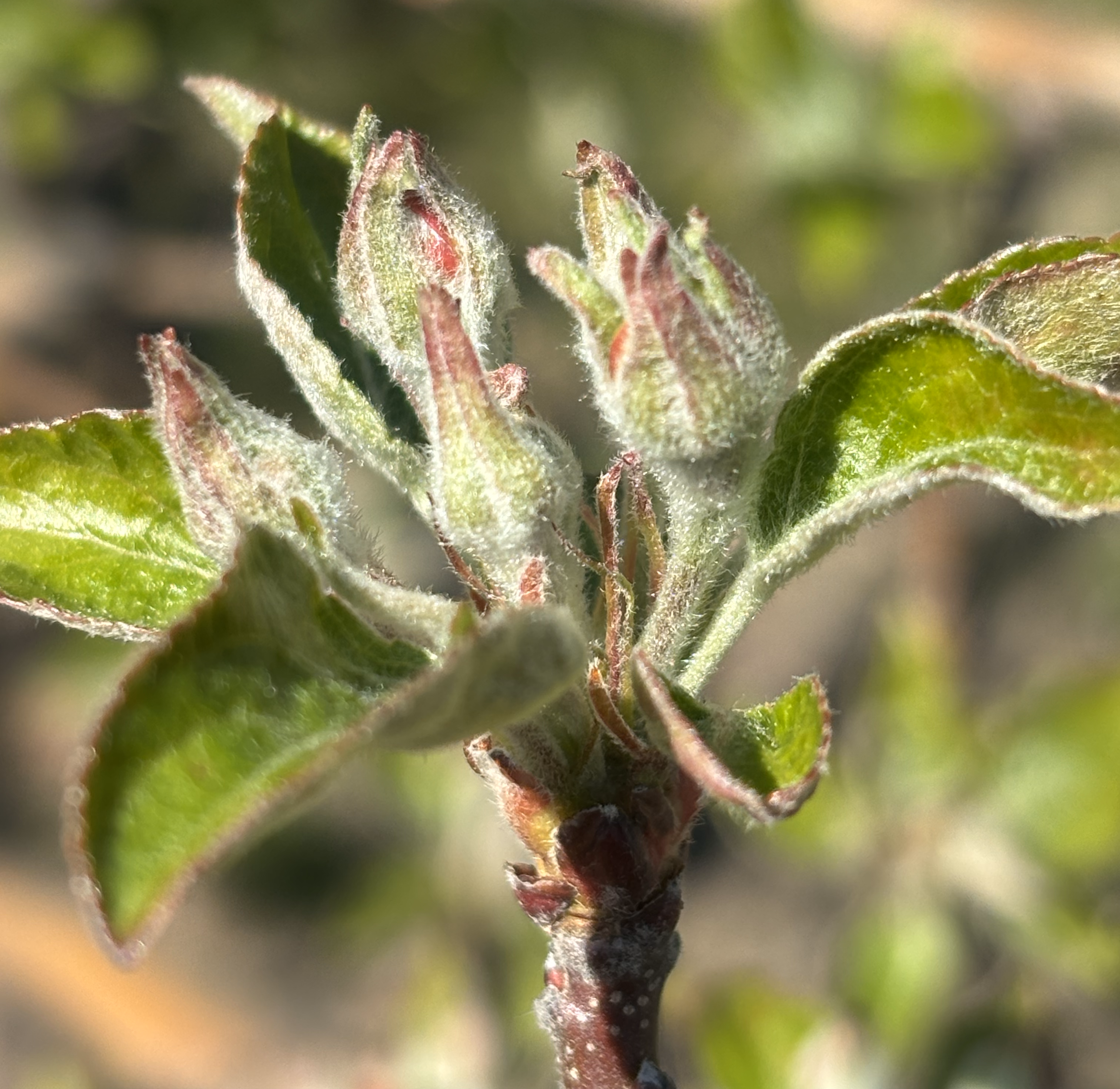 A closeup of an Honeycrisp apple bud and flowers blooming on a tree.